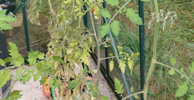 Nutrient deficient tomatoes