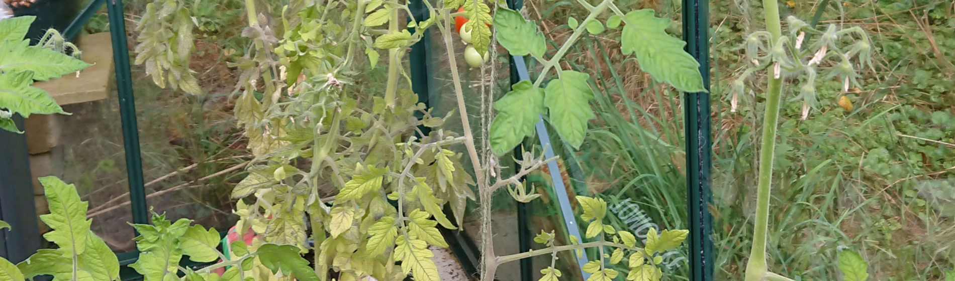 Nutrient deficient tomatoes