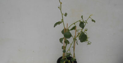 Broad bean affected by aminopyralid residues