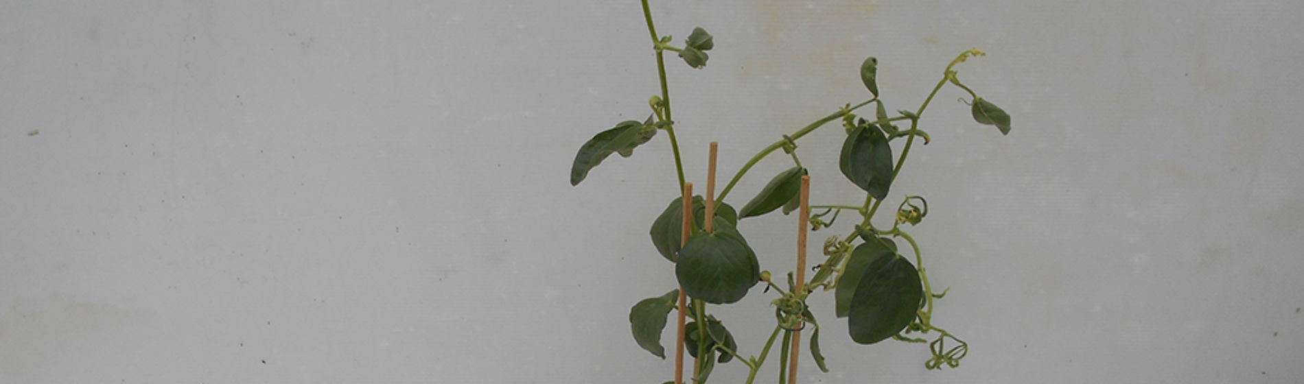 Broad bean affected by aminopyralid residues