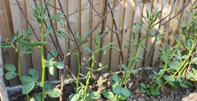 Broad bean affected by clopyralid residues