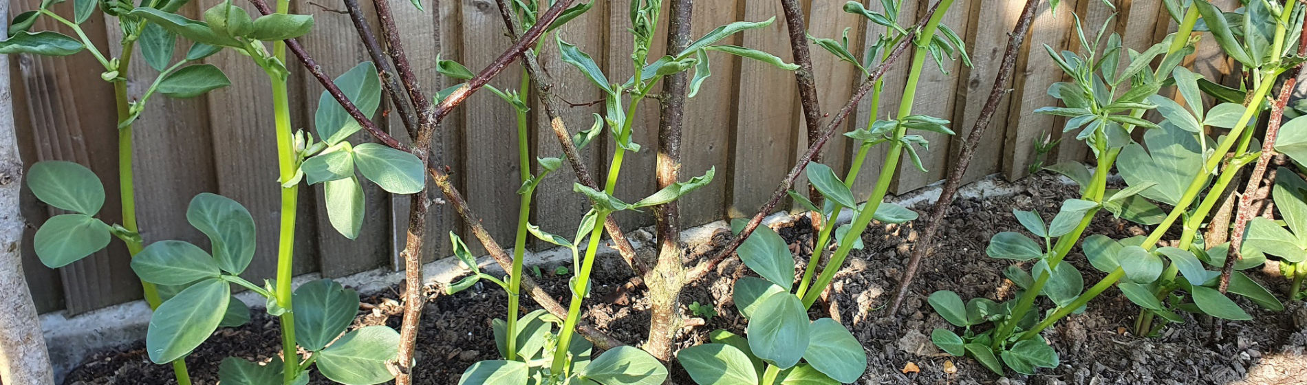 Broad bean affected by clopyralid residues