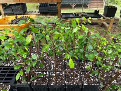 Hawai`i Event Participants and Adventures