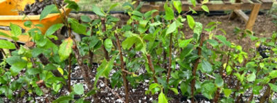 Hawai`i Event Participants and Adventures