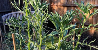 Broad bean leaf roll - no herbicide residue