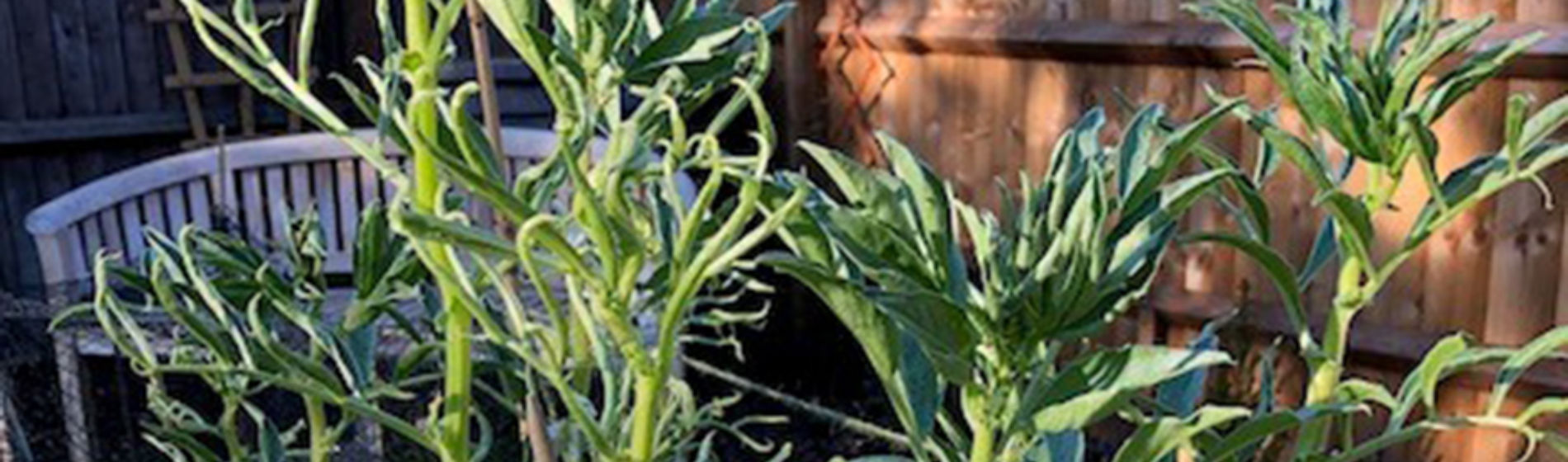 Broad bean leaf roll - no herbicide residue