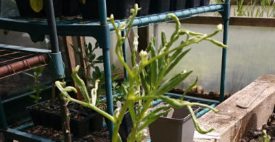 Broad bean showing severe leaf roll from aphid damage