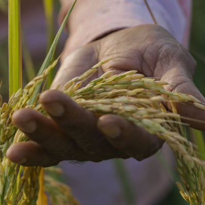 close up of wheat in man's hand in field