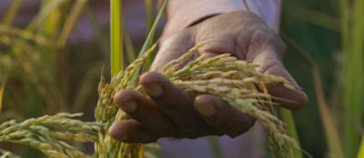 close up of wheat in man's hand in field