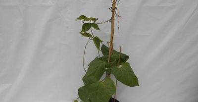 Runner bean affected by aminopyralid residues