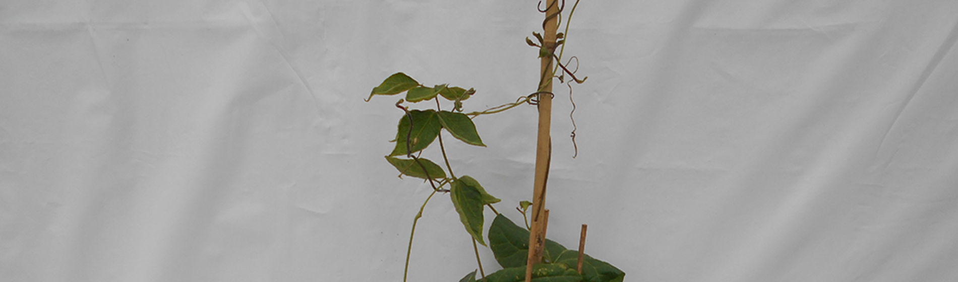 Runner bean affected by aminopyralid residues
