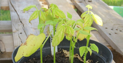 Nutrient deficient French beans