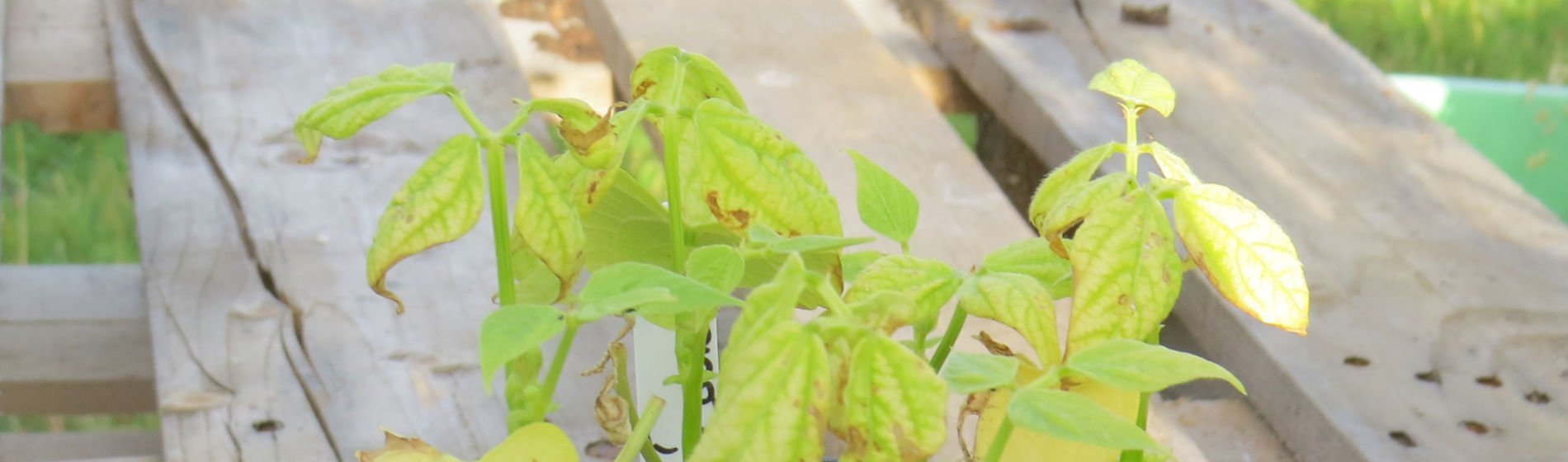 Nutrient deficient French beans