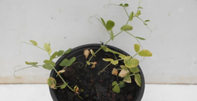 Peas affected by aminopyralid residues