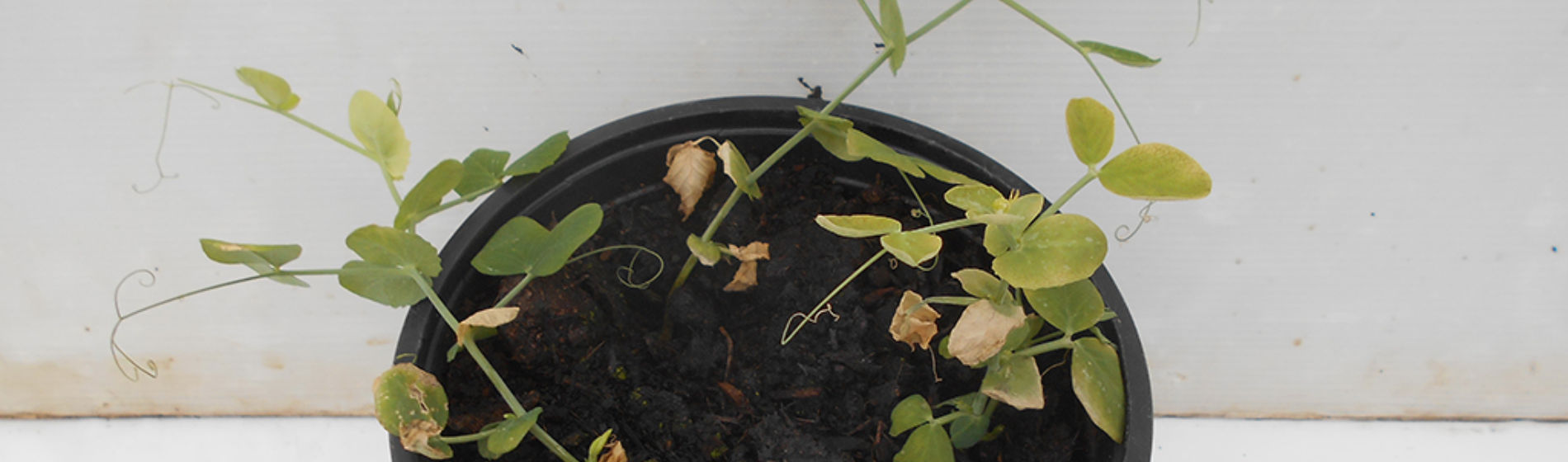 Peas affected by aminopyralid residues