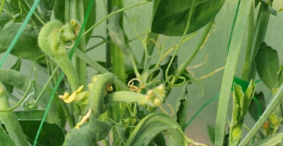 Peas affected by clopyralid residues