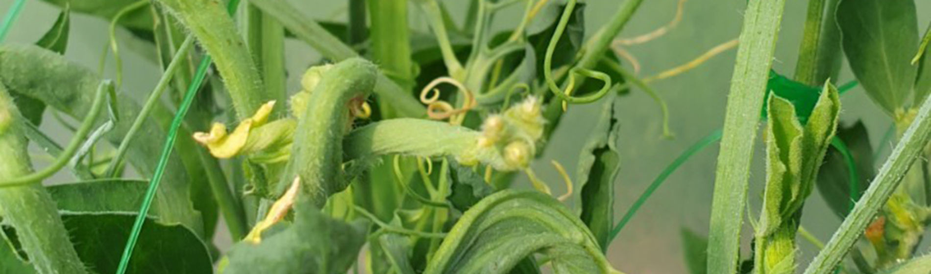 Peas affected by clopyralid residues