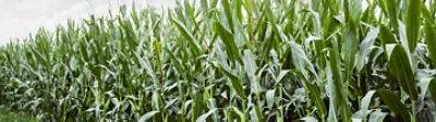 CornField
