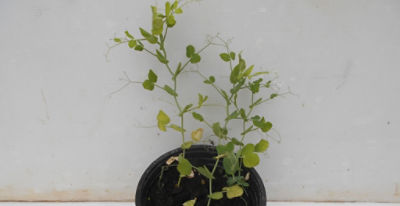 Peas showing effects of being grown in poor compost