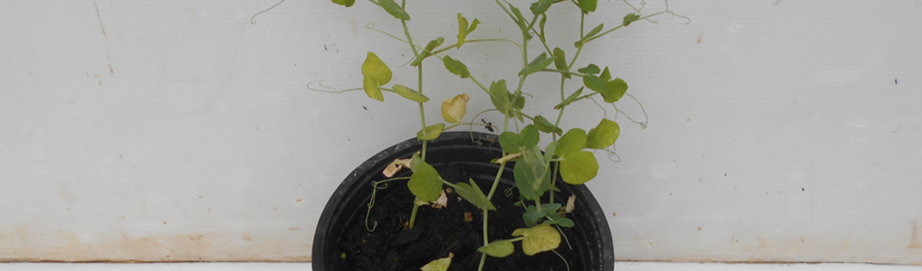 Peas showing effects of being grown in poor compost