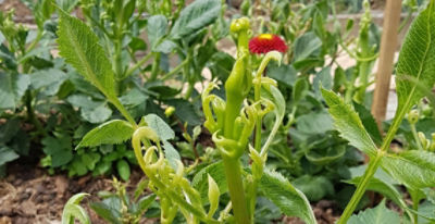 Dahlia affected by clopyralid residues