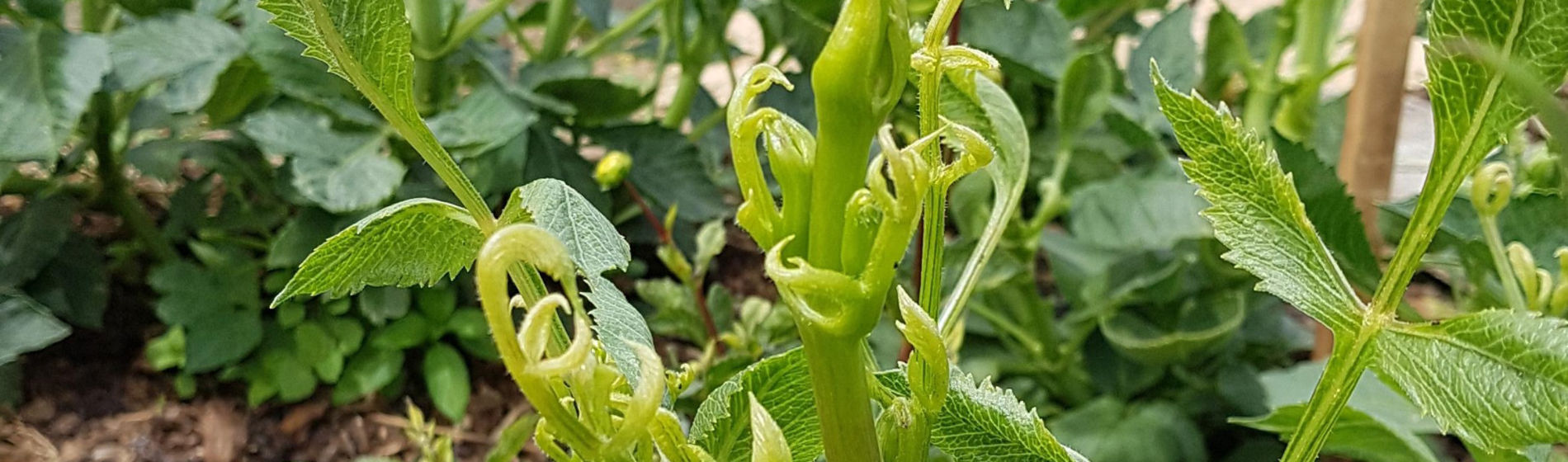 Dahlia affected by clopyralid residues