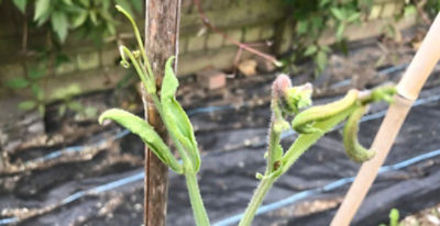 Sweet peas affected by aminopyralid residues