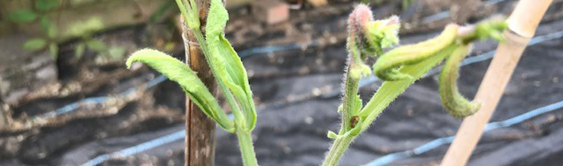 Sweet peas affected by aminopyralid residues