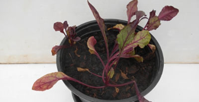 Beetroot affected by aminopyralid residues