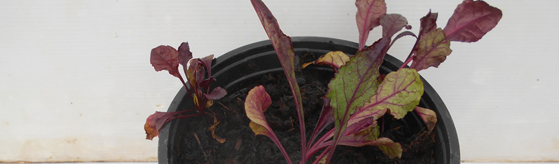 Beetroot affected by aminopyralid residues