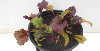 Beetroot showing effects of being grown in poor compost