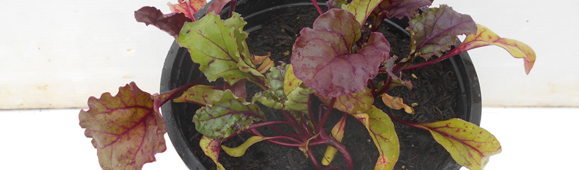 Beetroot showing effects of being grown in poor compost