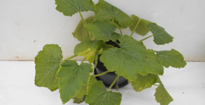 Courgette growing in compost with aminopyralid residues