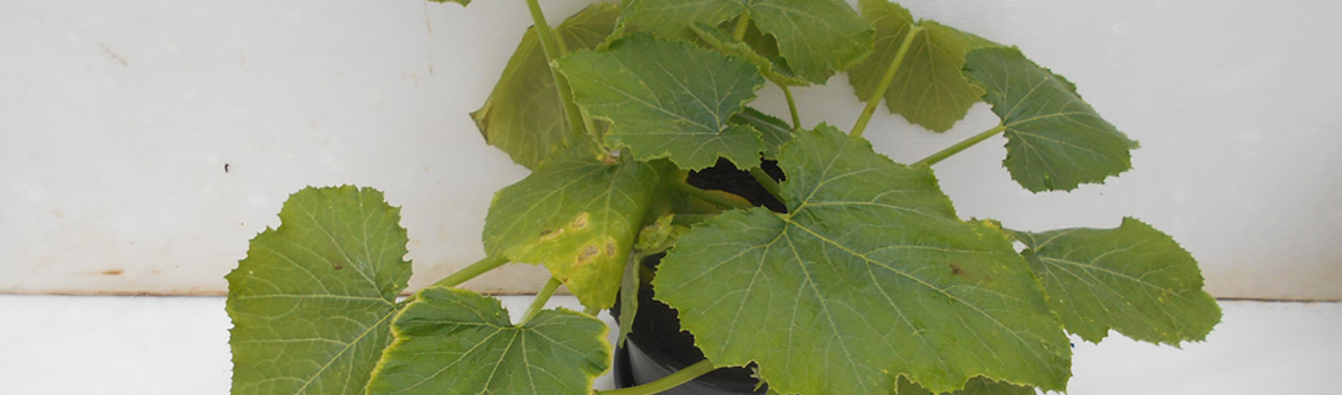 Courgette growing in compost with aminopyralid residues