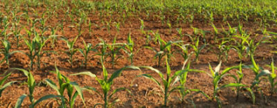 1vetomagszakcikkcover1440