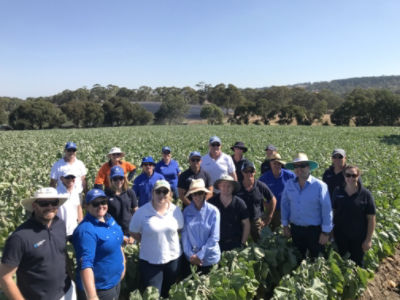 Corteva Agriscience team on farm with local Brussel Sprout grower John Cranwell