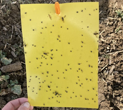 2021.02.24.ragcsalap