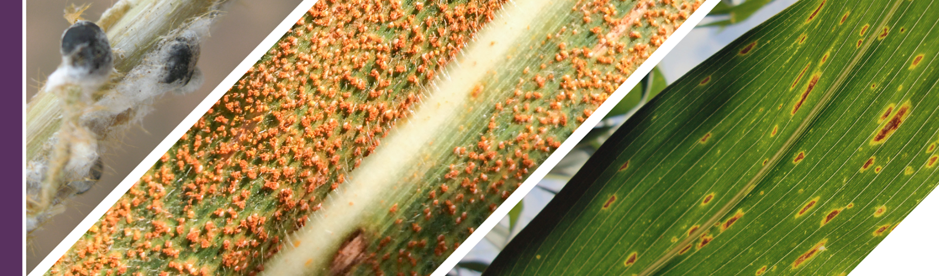 Crop Disease Guide Header