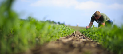 IMG-21CORCropDiseaseInspectHero1024x450-global