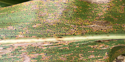 Tar spot 