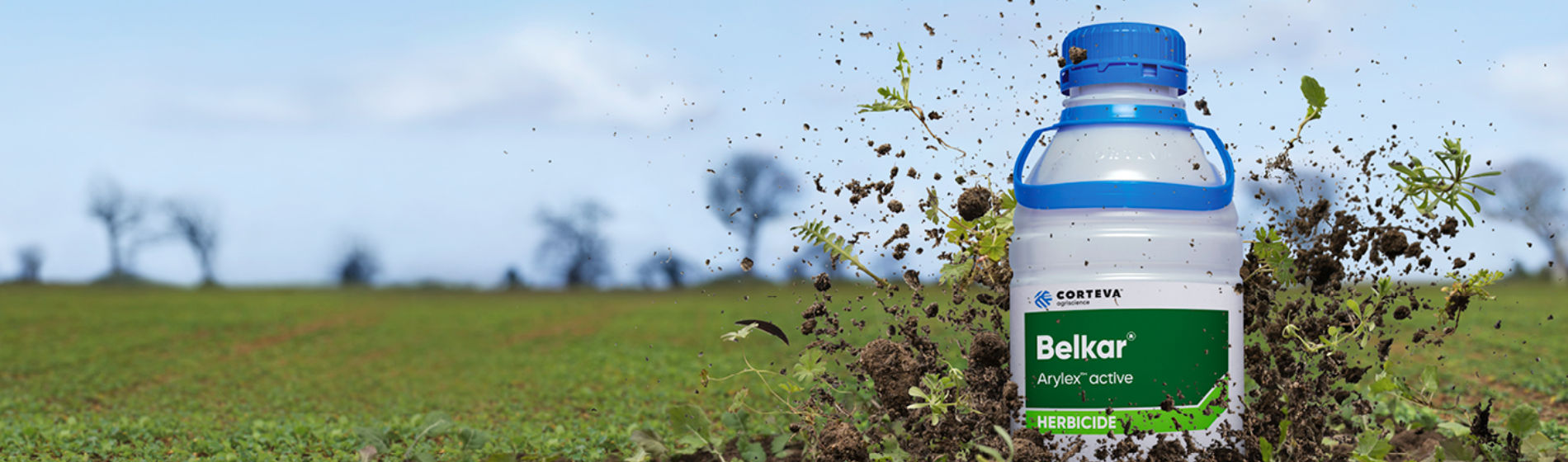 Sugar beet management