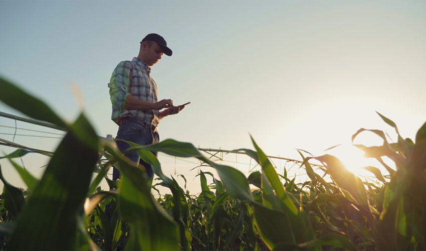 farmer walking down rows of corn