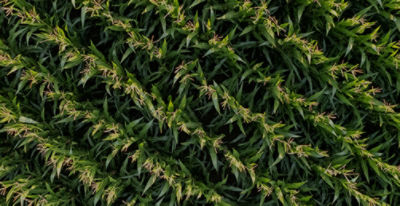 aerial corn field shot