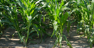 Corn without Enlist trait