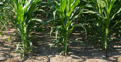 Corn with Enlist trait