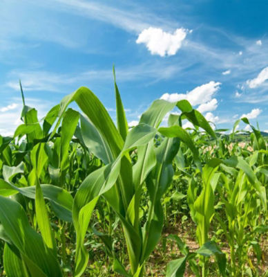 banner imagen folleto 572 x 590 col