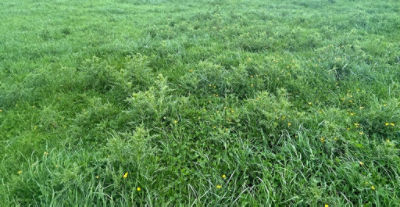 Thistle control has been made a top priority.