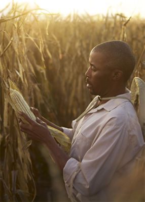 Man Inspecting Corn