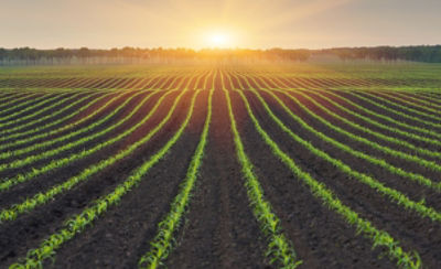 Crop Fields