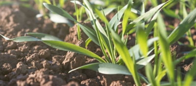 close up of small plants in soil